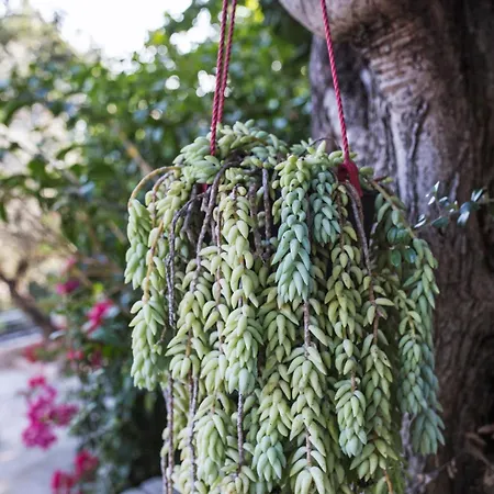 Appartamento Butterfly