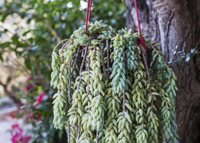 Διαμέρισμα Butterfly